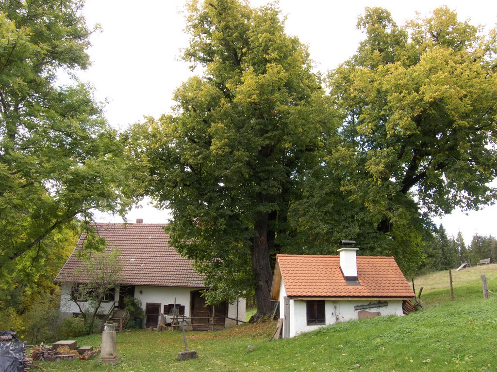 Hoflinde mit Backhaus